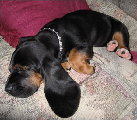Puppy Power Naps