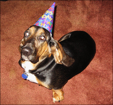 Sadie Mae's First Basset Birthday