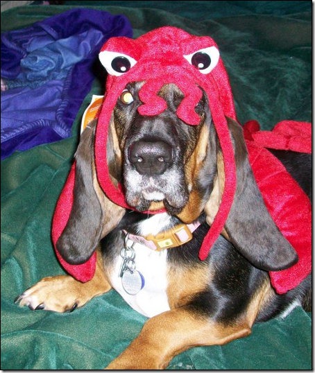 basset-lobster